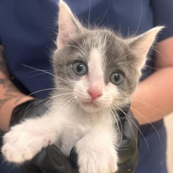 Cantaloupe -  Domestic Short Hair Cat for Adoption in Reno, Nevada - Cantaloupe | PetCurious