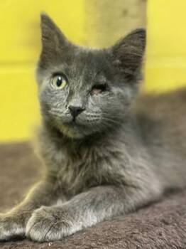 Mr. Bridges -  Domestic Medium Hair Cat for Adoption in Pottsville, Pennsylvania - Mr. Bridges | PetCurious