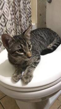 Beast -  Tabby Cat for Adoption in Plumerville, Arkansas - Beast | PetCurious