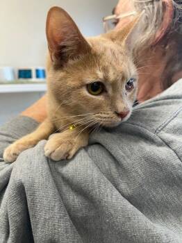 Domestic Short Hair Cats Available for Adoption - Kitten - Hawkeye | PetCurious