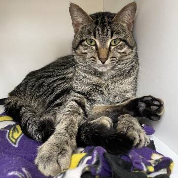 Chicken Nugget -  Domestic Short Hair Cat Available for Adoption in Champaign, Illinois - Chicken Nugget | PetCurious