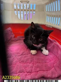 DOT -  Domestic Short Hair Cat for Adoption in West Palm Beach, Florida - DOT | PetCurious
