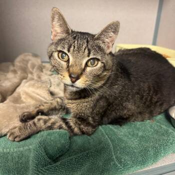 Domestic Short Hair Cats Available for Adoption - 0133-C26 | PetCurious