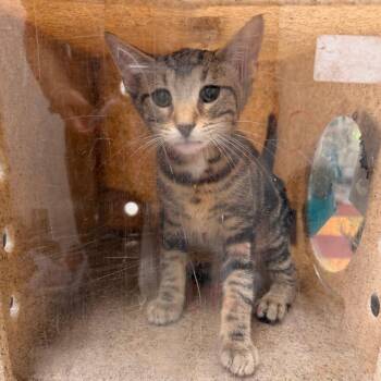 Yoyo -  Domestic Short Hair Cat for Adoption in Philadelphia, Pennsylvania - Yoyo | PetCurious