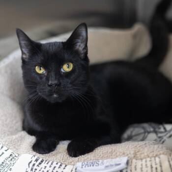 Domestic Short Hair Cats Available for Adoption - Emmy | PetCurious
