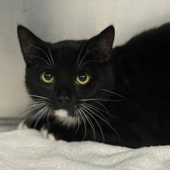 Domestic Short Hair Cats Available for Adoption in Martinsville, Virginia - The Cat In The Hat | PetCurious