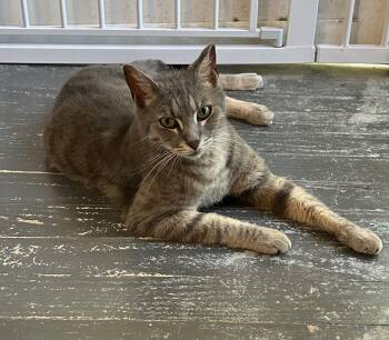 Tabby and Domestic Short Hair Cats Available for Adoption in Columbia, South Carolina - Rolphy | PetCurious