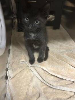 Olive -  Domestic Short Hair Cat for Adoption in Wichita, Kansas - Olive | PetCurious