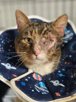 Domestic Short Hair Cats Available for Adoption - Poe | PetCurious