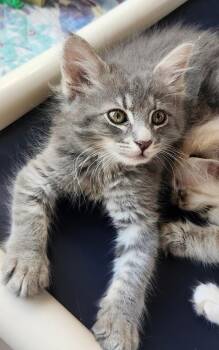 Cry Baby (CB) -  Domestic Short Hair Cat for Adoption in Salinas, California - Cry Baby (CB) | PetCurious