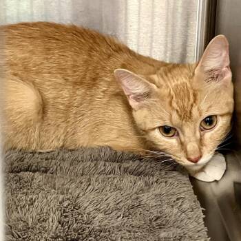 Amber -  Domestic Short Hair Cat for Adoption in Port Charlotte, Florida - Amber | PetCurious
