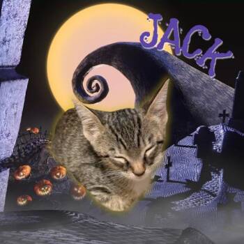 Jack -  Domestic Short Hair Cat for Adoption in Tempe, Arizona - Jack | PetCurious