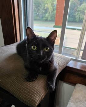 Ryder -  Domestic Short Hair Cat for Adoption in Bloomsdale, Missouri - Ryder | PetCurious