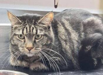 Domestic Short Hair Cats Available for Adoption in Knoxville, Iowa - Chzy-Mac | PetCurious