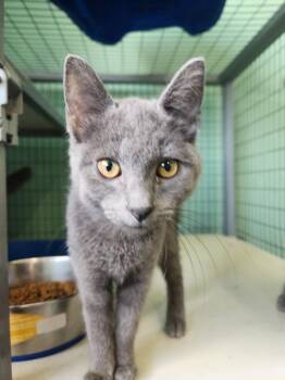 Domestic Short Hair Cats Available for Adoption in Crossville, Tennessee - Lyric | PetCurious