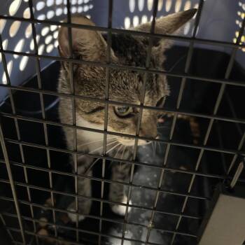 Coralee -  Domestic Short Hair Cat for Adoption in Roxboro, North Carolina - Coralee | PetCurious