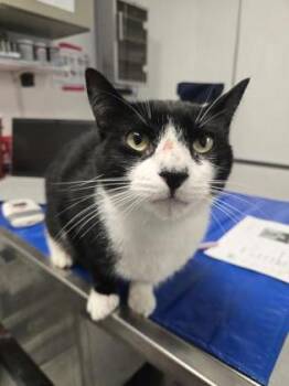 Marshmellow Feet -  Domestic Short Hair Cat for Adoption in West Chester, Pennsylvania - Marshmellow Feet | PetCurious