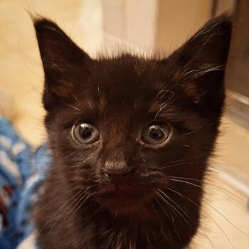 Rescue Domestic Short Hair Cats for Adoption in Huntington, West Virginia - Kasey- OKC | PetCurious