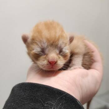 Aries -  Domestic Short Hair Cat Available for Adoption in North Battleford, Saskatchewan - Aries | PetCurious