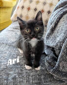 Ari -  Domestic Short Hair Cat for Adoption in Overland Park, Kansas - Ari | PetCurious
