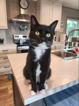 Rescue Domestic Short Hair Cats for Adoption in Hampstead, North Carolina - Blossom | PetCurious