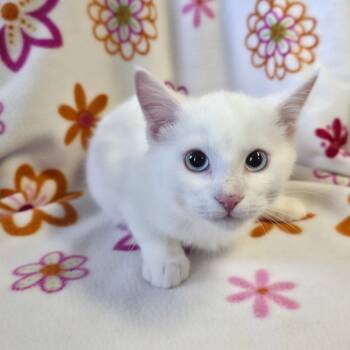 Rescue Domestic Short Hair Cats for Adoption in Mt. Juliet, Tennessee - Milky | PetCurious