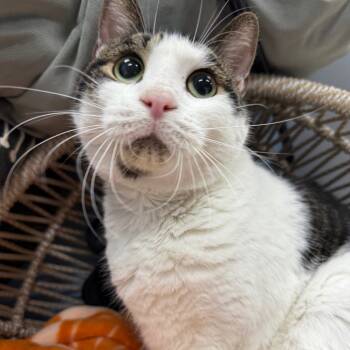 Rescue Domestic Short Hair Cats for Adoption in Pasadena, Maryland - Slim Jim | PetCurious