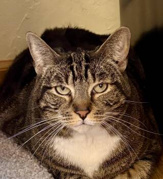 Tabby Cats Available for Adoption in Prescott, Arizona - BONBON | PetCurious
