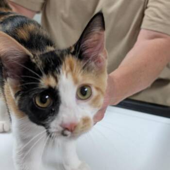 Gala -  Domestic Short Hair Cat for Adoption in Canton, Illinois - Gala | PetCurious