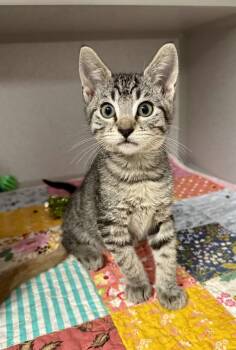 -Mr. Pibb -  Tabby and Domestic Short Hair Cat for Adoption in Red Bluff, California - -Mr. Pibb | PetCurious