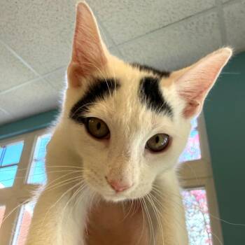 Domestic Short Hair Cats Available for Adoption in Morristown, Vermont - Dice | PetCurious