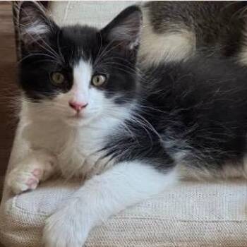 Bubba -  Domestic Medium Hair Cat for Adoption in Orangevale, California - Bubba | PetCurious