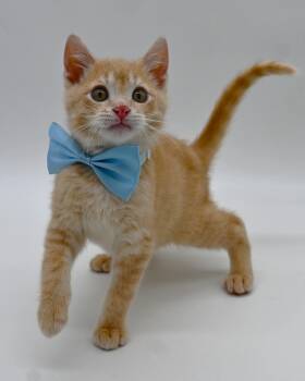 Tabby Cats Available for Adoption - London. (Soooo. Sweet) | PetCurious