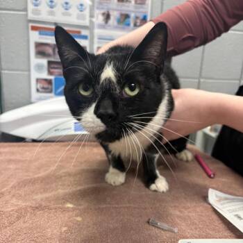 Domestic Short Hair Cats Available for Adoption in West Olive, Michigan - Funyun (Holland Cat Cove) | PetCurious