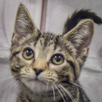 Barbara Ann -  Tabby and Domestic Short Hair Cat for Adoption in Huntley, Illinois - Barbara Ann | PetCurious