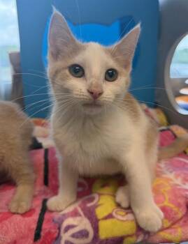 JAZZBERRY JAM -  Domestic Short Hair Cat for Adoption in Leesburg, Virginia - JAZZBERRY JAM | PetCurious