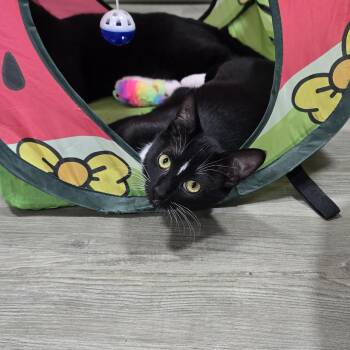 Wednesday (Bonded to Jinx) -  Domestic Short Hair Cat for Adoption in Arlington, Washington - Wednesday (Bonded To Jinx) | PetCurious