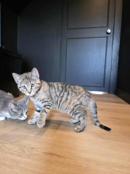 Rescue Torbie Cats for Adoption in Shippenville, Pennsylvania - Keller | PetCurious