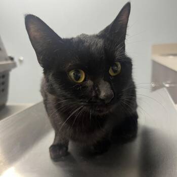 Domestic Short Hair Cats Available for Adoption - Forsythia Blossom | PetCurious