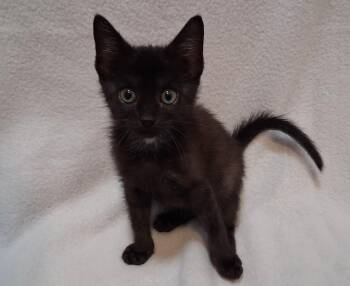 Harry -  Domestic Short Hair Cat for Adoption in Greensboro, North Carolina - Harry | PetCurious