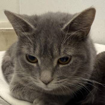 Prissy -  Domestic Short Hair Cat for Adoption in New York, New York - Prissy | PetCurious