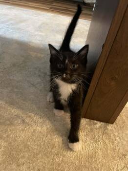 American Shorthair Cats Available for Adoption in Brockport, New York - Paddy | PetCurious
