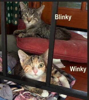 Blinky & Winky(f) (08/11/26-56,55 West Chester PS) -  Tabby Cat for Adoption in Greenville, Delaware - Blinky & Winky(f) (08/11/26-56,55 West Chester PS) | PetCurious