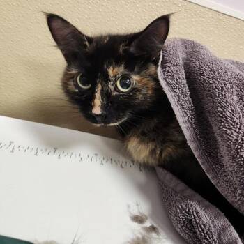 Addison -  Domestic Long Hair Cat for Adoption in Vancouver, Washington - Addison | PetCurious