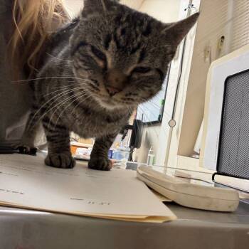 Rescue Domestic Short Hair Cats for Adoption in Pekin, Illinois - Aunt Grizelda | PetCurious