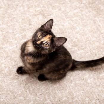 Domestic Short Hair Cats Available for Adoption in Des Moines, Iowa - Ember -- Bonded Buddy With Sable | PetCurious