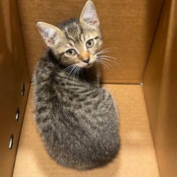 Domestic Medium Hair Cats Available for Adoption - Gator | PetCurious