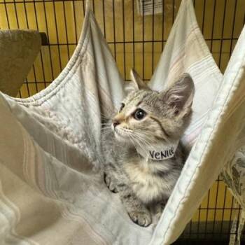 Venice -  Domestic Short Hair Cat for Adoption in Richmond, Virginia - Venice | PetCurious