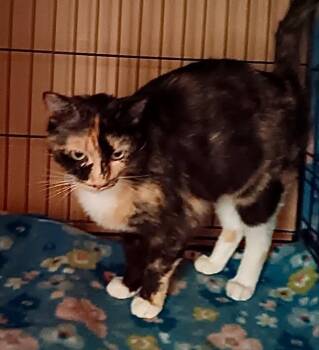 Domestic Short Hair Cats Available for Adoption in New York, New York - Lulu | PetCurious