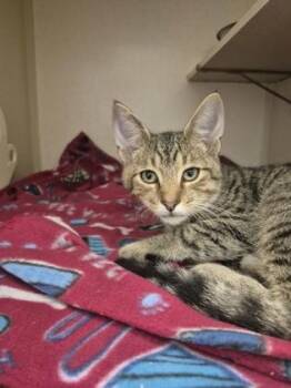 Jaxon -  Domestic Short Hair Cat for Adoption in Columbus, Indiana - Jaxon | PetCurious